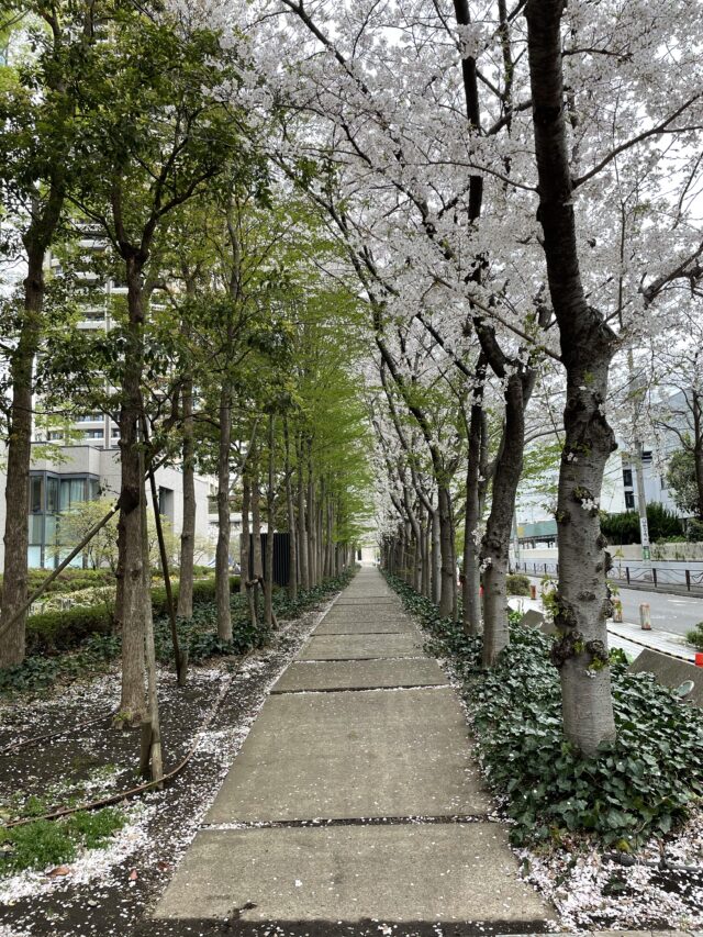 武蔵小杉　花見　桜
